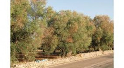 XYLELLA FASTIDIOSA - Avviso pubblico per la presentazione delle domande di ai...