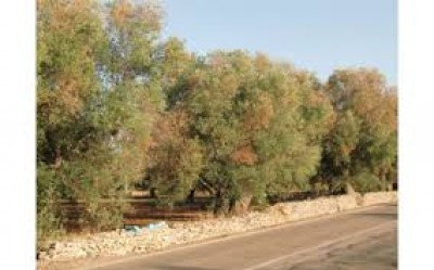 XYLELLA FASTIDIOSA - Avviso pubblico per la presentazione delle domande di ai...