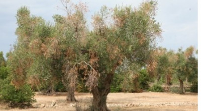 Xylella Fastidiosa, pubblicato il manifesto relativo agli indennizzi da richi...