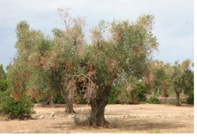 Xylella fastidiosa: le misure obbligatorie da attuare entro il 30 aprile 2017