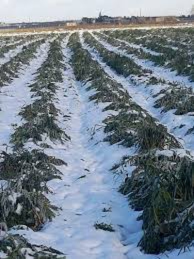 SEGNALAZIONE DANNI IN AGRICOLTURA PER LE NEVICATE E GELATE DEL 06/07/08 GENNA...